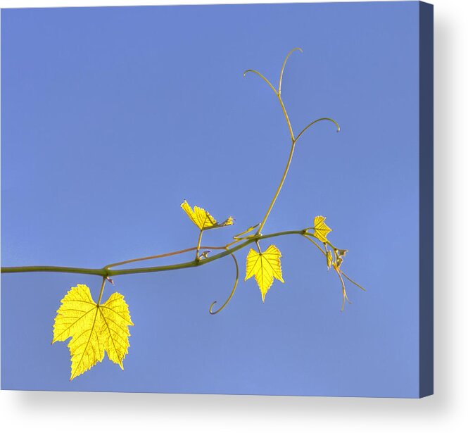 Grape Vine Acrylic Print featuring the photograph Translucent by Yelena Rozov