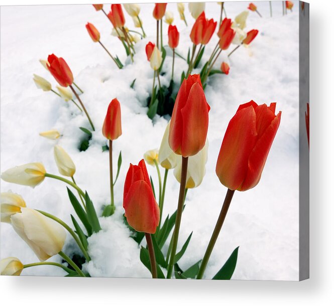 Tulips Acrylic Print featuring the photograph Tulips In The Snow by Steven Milner
