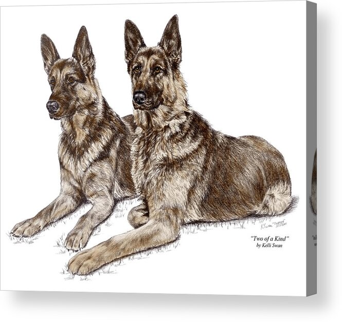 German Acrylic Print featuring the drawing Two of a Kind - German Shepherd Dogs Print color tinted by Kelli Swan