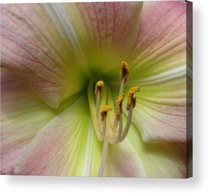 Lily Acrylic Print featuring the photograph Up Close And Personal Beauty by Kim Galluzzo Wozniak