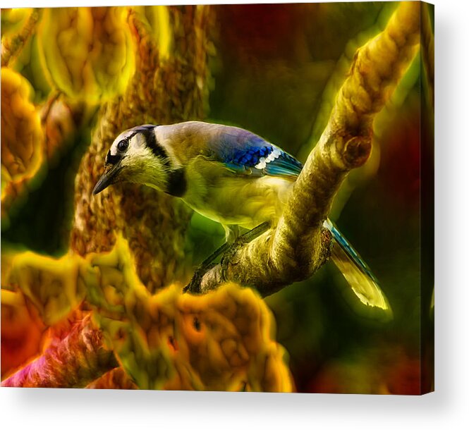 Blue Jay Acrylic Print featuring the photograph Visions of a Blue Jay by Bill and Linda Tiepelman
