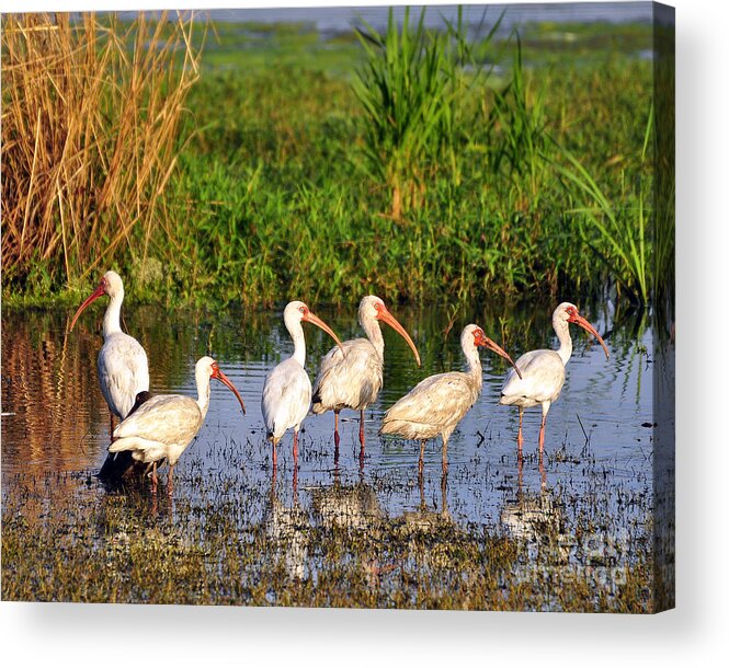 Ibis Acrylic Print featuring the photograph Wading Ibises by Al Powell Photography USA