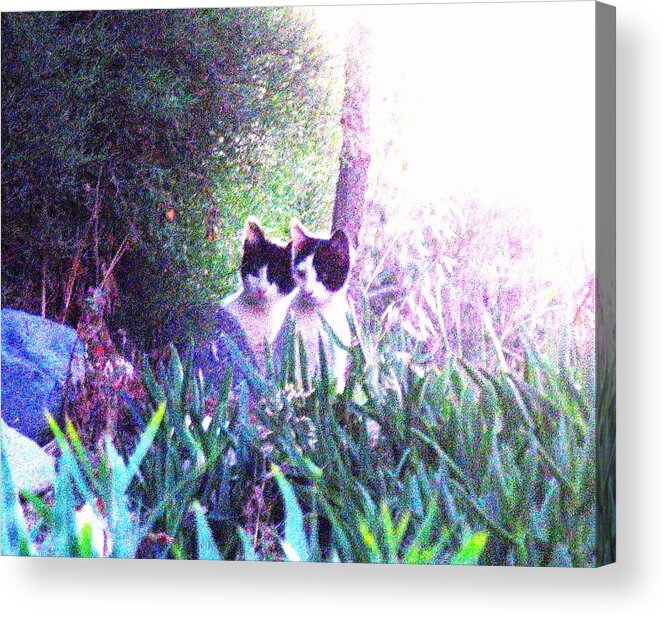 Kittens Romantic Acrylic Print featuring the photograph Waiting for Mom Cyprus by Anita Dale Livaditis