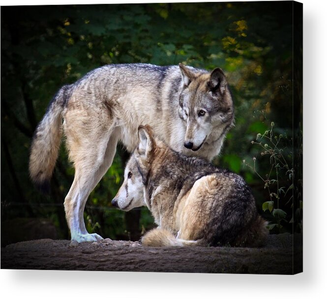 Wolf Art Acrylic Print featuring the photograph Watching Over by Steve McKinzie