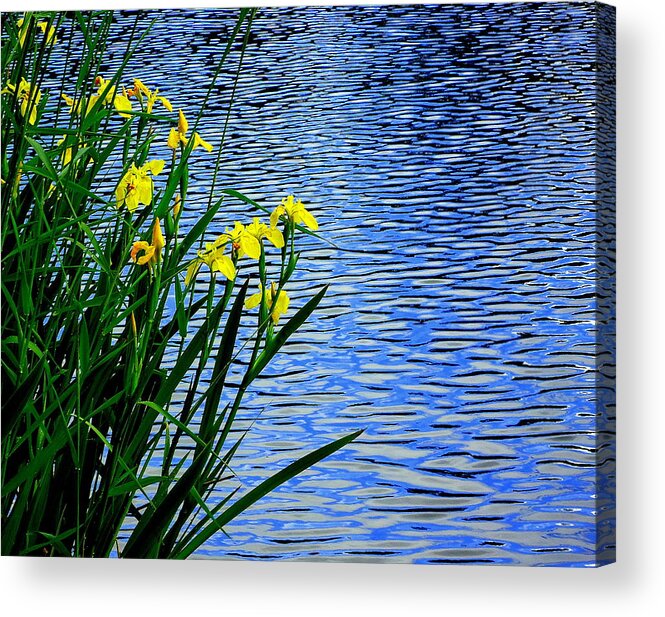 Water Acrylic Print featuring the photograph Water and Yellow Flags by Peter Mooyman
