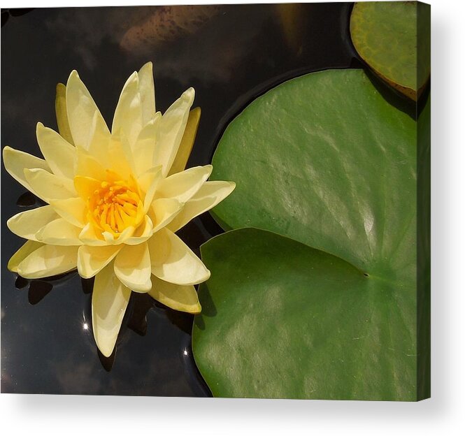 Yellow Acrylic Print featuring the photograph Water Lily Flower With A Lily Pad by Chad and Stacey Hall