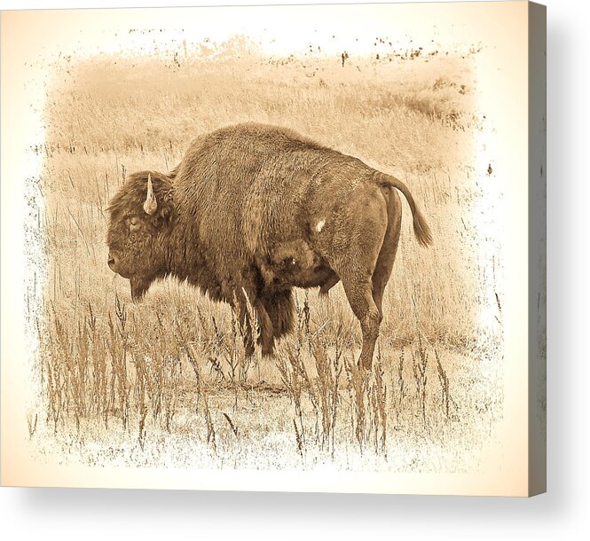 Buffalo Acrylic Print featuring the photograph Western Buffalo by Steve McKinzie