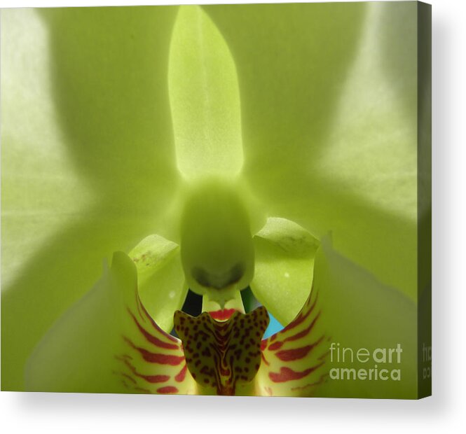 Orchid Acrylic Print featuring the photograph What Do You See by Kim Galluzzo Wozniak