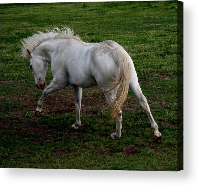 Horse Acrylic Print featuring the photograph White Cloud by Karen Harrison Brown