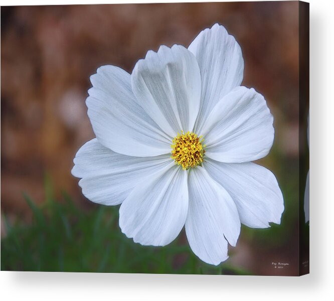 White Flower Acrylic Print featuring the photograph White Flower by Peg Runyan