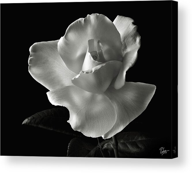 Flower Acrylic Print featuring the photograph White Rose in Black and White by Endre Balogh