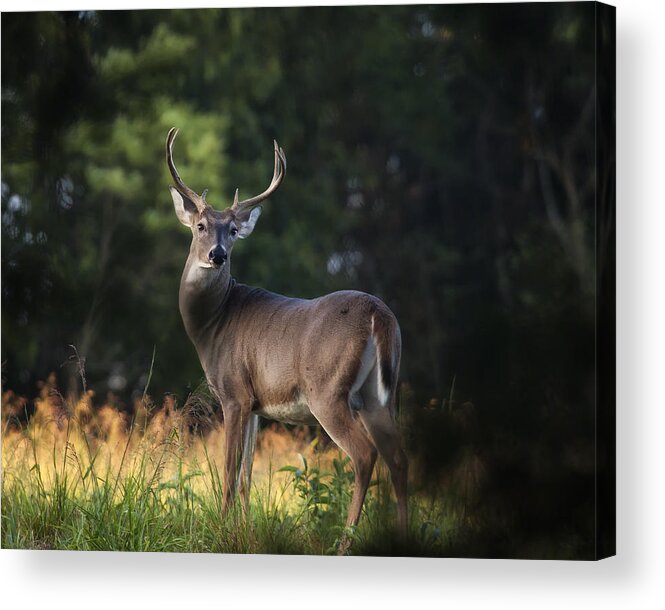 Whitetail Deer Acrylic Print featuring the photograph Whitetail Buck in Ponca Wilderness by Michael Dougherty