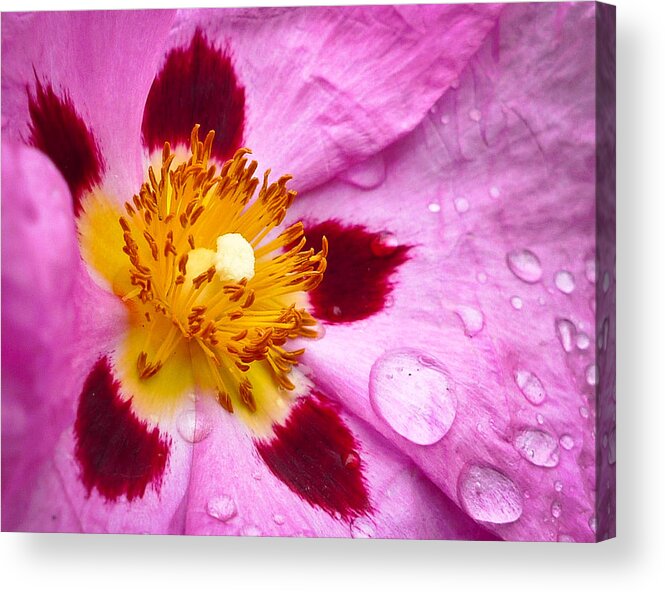 Flower Acrylic Print featuring the photograph Wild Rose After Rain by Ronda Broatch