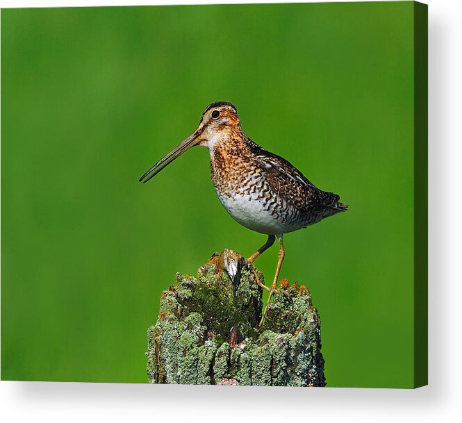 Wilson's Snipe Acrylic Print featuring the photograph Wilson's Snipe by Tony Beck