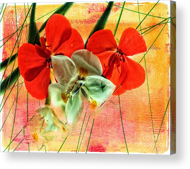Bougainvillea Acrylic Print featuring the photograph Bougainvillea and Paper White by Barry Weiss