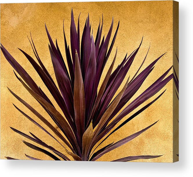 Flowers Acrylic Print featuring the photograph Purple Giant Dracaena Santa Fe by John Hansen