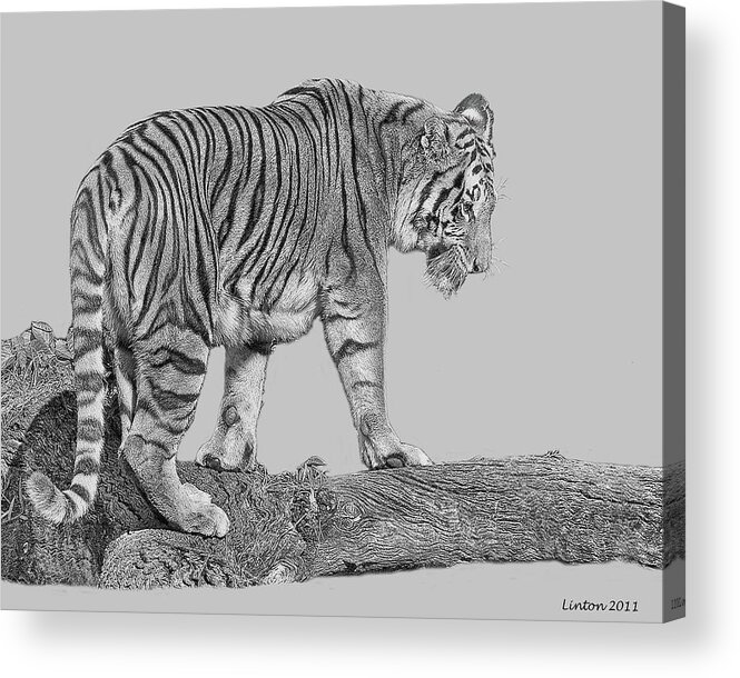 Asiasn Tiger Acrylic Print featuring the digital art Asian Tiger 2 #1 by Larry Linton