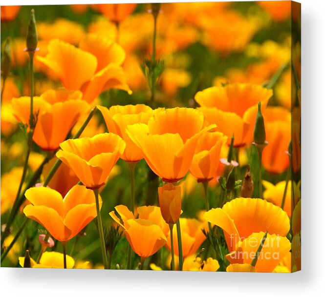 California Poppies Acrylic Print featuring the photograph California Poppies by Patrick Witz