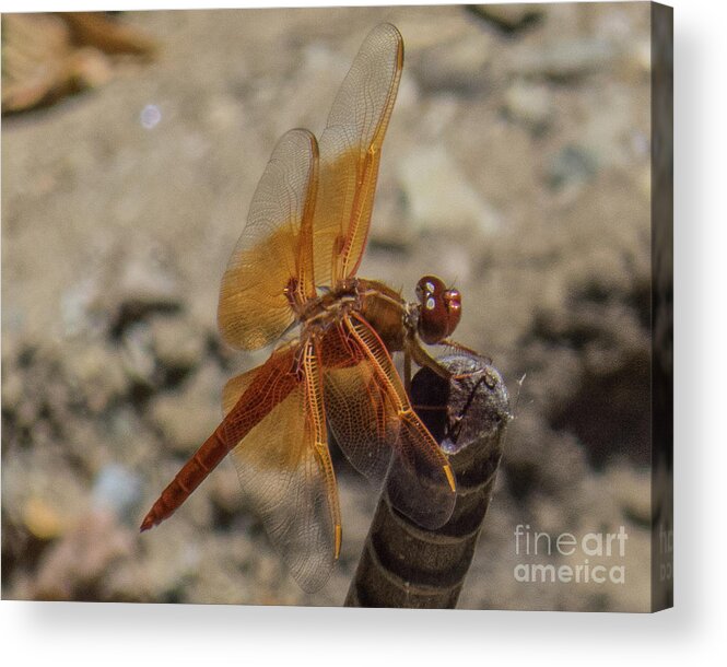 Dragonfly Acrylic Print featuring the photograph Dragonfly 18 by Christy Garavetto