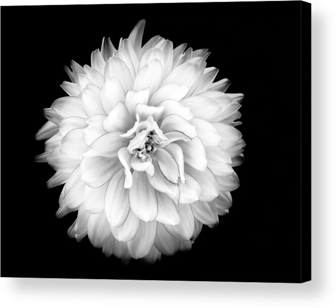 2015 Acrylic Print featuring the photograph Fall Dahlia #1 by Louise Lindsay