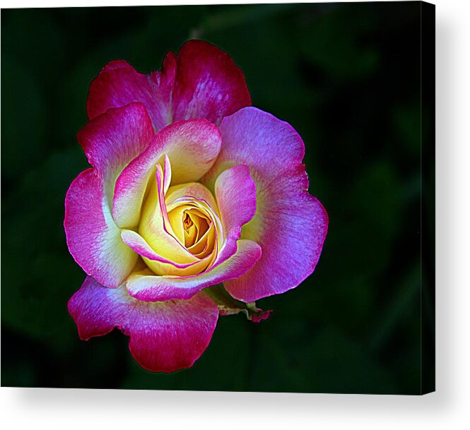 Red And Yellow Rose Acrylic Print featuring the photograph Glowing Rose #1 by Karen McKenzie McAdoo