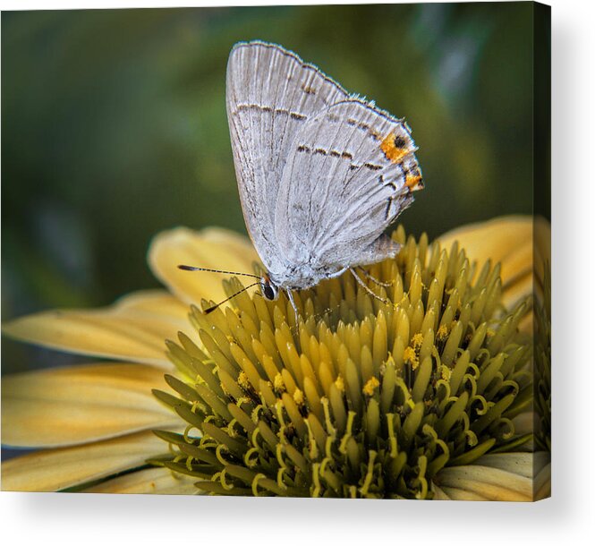 Bloom Acrylic Print featuring the photograph Gray Hairstreak Butterfly #1 by David and Carol Kelly