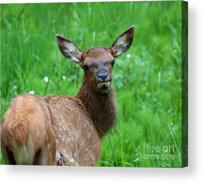 Elk Acrylic Print featuring the photograph Green Pastures #1 by Jim Garrison