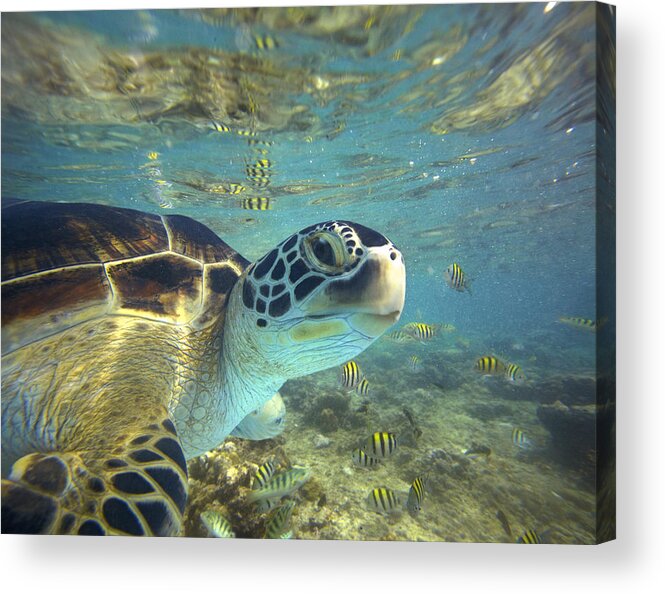 00451417 Acrylic Print featuring the photograph Green Sea Turtle Balicasag Island by Tim Fitzharris