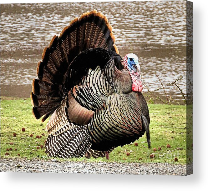 Thanksgiving Acrylic Print featuring the photograph Happy Thanksgiving #1 by Janice Drew