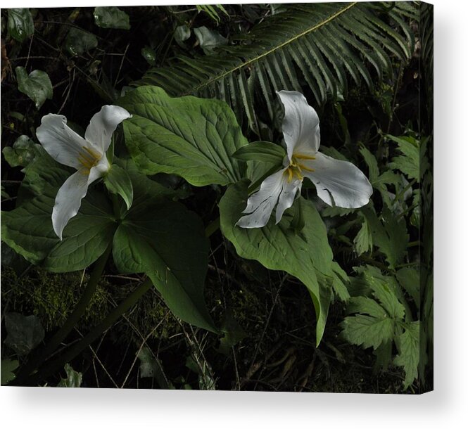 Flowers Acrylic Print featuring the photograph Hidden Beauty #1 by Charles Lucas
