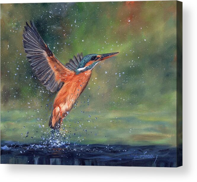 Kingfisher Acrylic Print featuring the painting Kingfisher #2 by David Stribbling