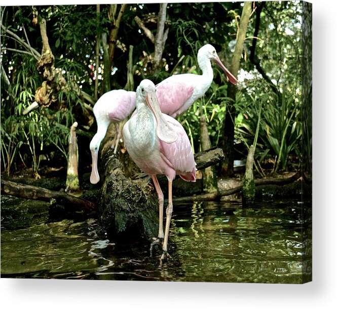 Wetlands Acrylic Print featuring the photograph Leader of the Pack #1 by Carol Bradley