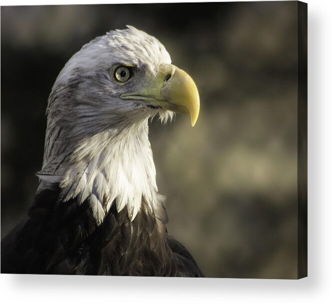 Bird Acrylic Print featuring the photograph Majestic #1 by Kevin Senter