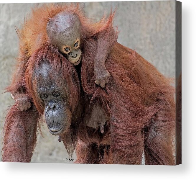Orangutan Acrylic Print featuring the digital art Motherhood 2 #1 by Larry Linton