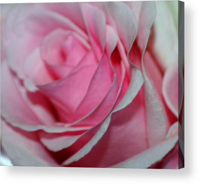 Macro Acrylic Print featuring the photograph Pink Petals #2 by Barbara S Nickerson