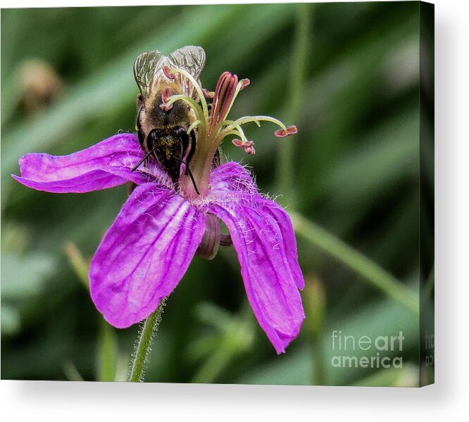 Nature Acrylic Print featuring the photograph Purple Flower 3 by Christy Garavetto