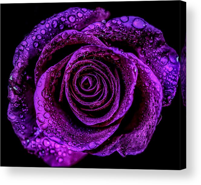 Purple Rose Acrylic Print featuring the photograph Purple rose #1 by Lilia S
