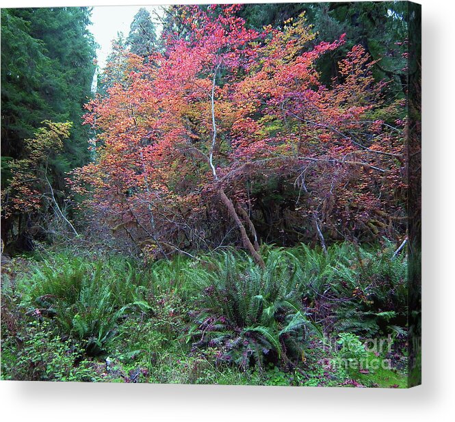 Washington Acrylic Print featuring the photograph Rain Forest Fall #1 by Rex E Ater