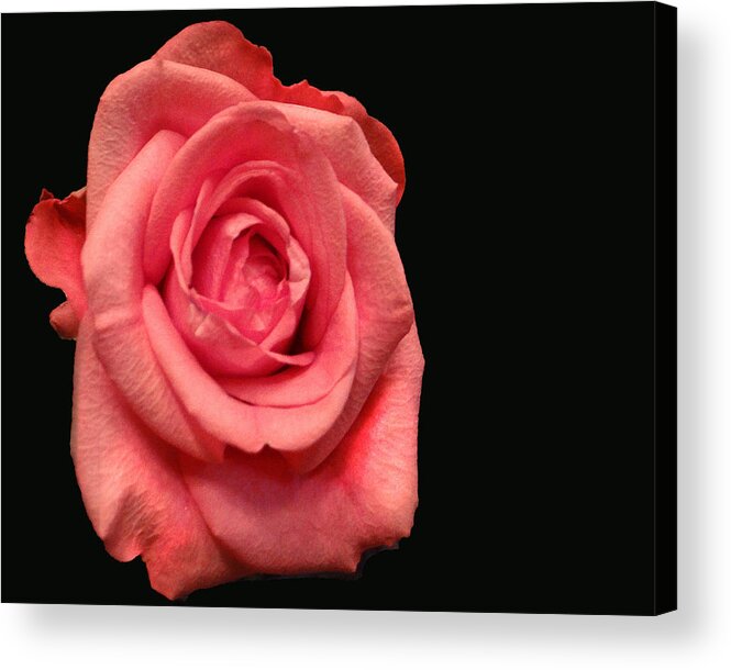 Anniversary Acrylic Print featuring the photograph Red Rose #2 by Dennis Dugan