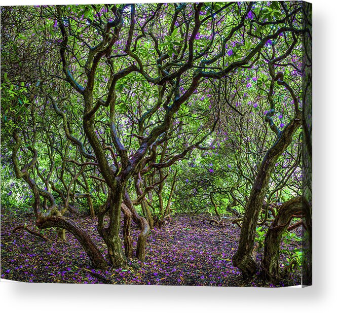 Rhododendron Acrylic Print featuring the photograph Rhododendron #1 by Elmer Jensen