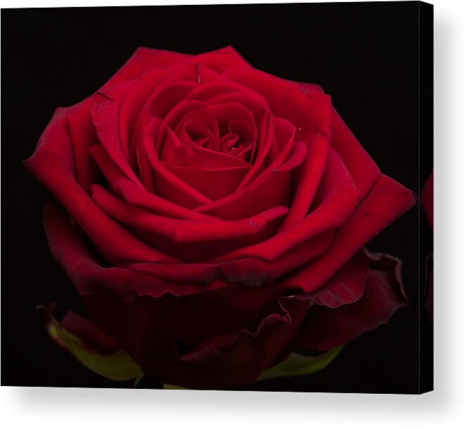 Miguel Acrylic Print featuring the photograph Roses are Red #2 by Miguel Winterpacht