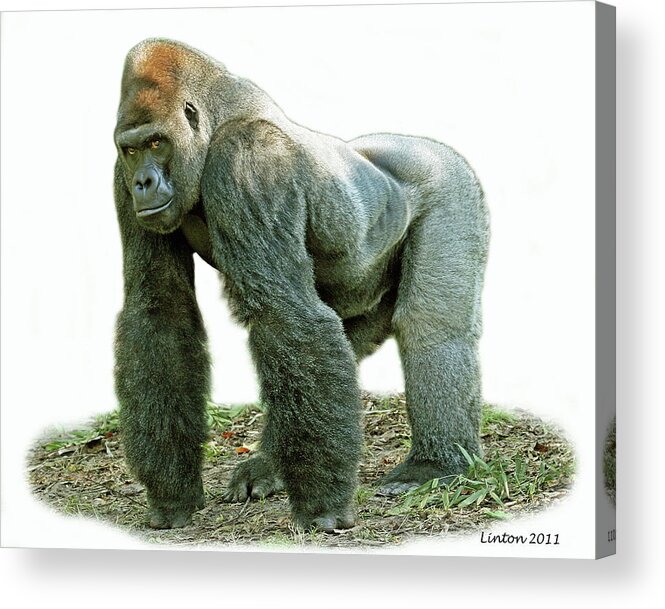 Gorilla Acrylic Print featuring the photograph Silverback #1 by Larry Linton