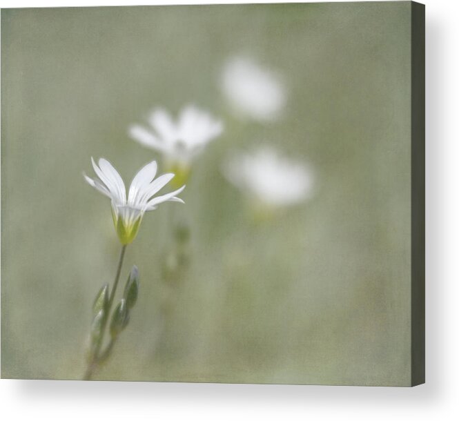 Dainty Acrylic Print featuring the photograph Snow In Summer #1 by Jennifer Grossnickle