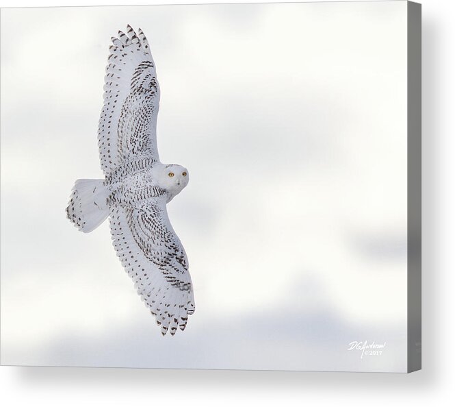 Owl Acrylic Print featuring the photograph Snowy flyby #1 by Don Anderson
