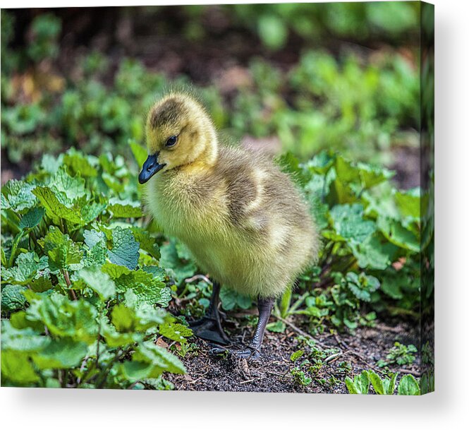 Gosling Acrylic Print featuring the photograph Spring Baby #1 by Cathy Kovarik