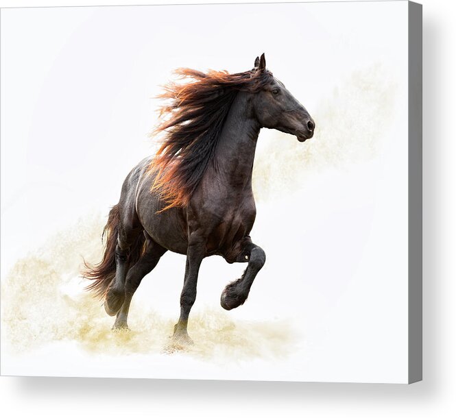 Horse Acrylic Print featuring the photograph Strut #1 by Ron McGinnis