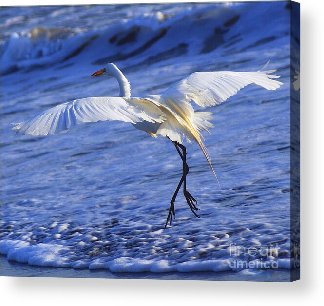 Great White Heron Acrylic Print featuring the photograph Taking Off by Debby Pueschel