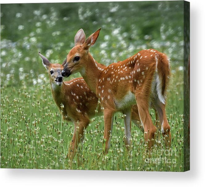 Twins Acrylic Print featuring the photograph Twins by Amy Porter