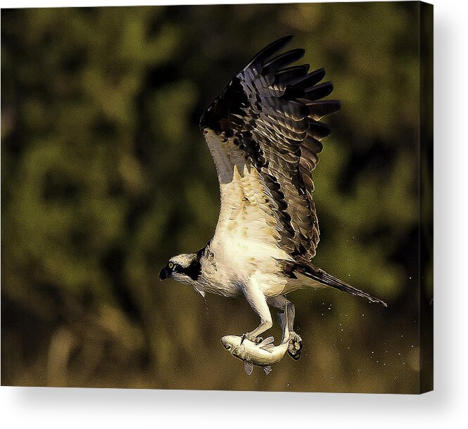 Osprey Acrylic Print featuring the photograph Up Up and Away #1 by Joe Granita
