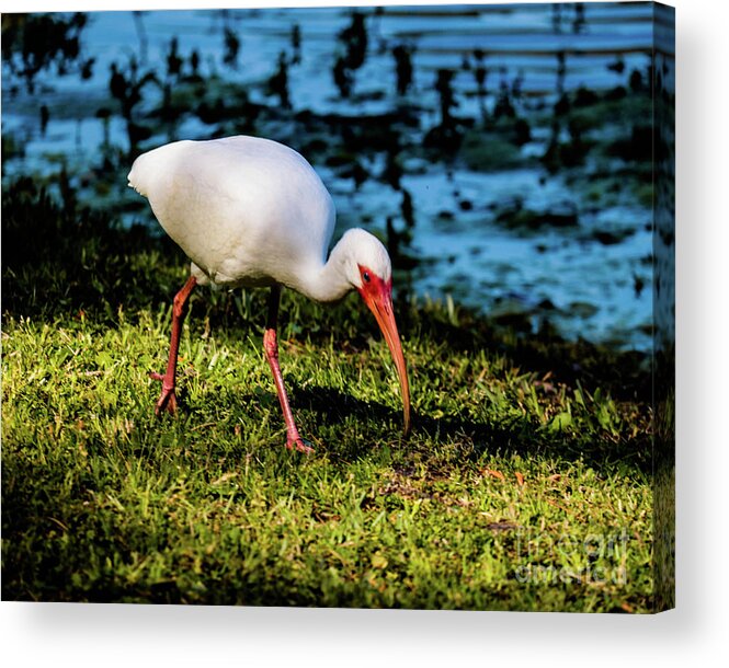 Hilton Head Acrylic Print featuring the photograph White Ibis #1 by Thomas Marchessault